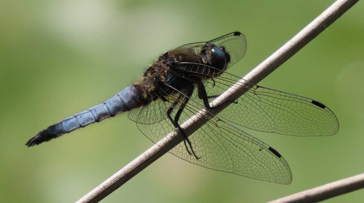 Libellula_fulva